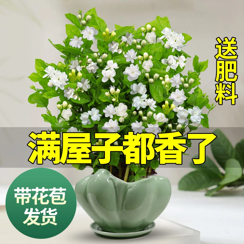 茉莉花苗盆栽带花苞九里香老桩驱蚊批发花卉植物室内浓香四季开花