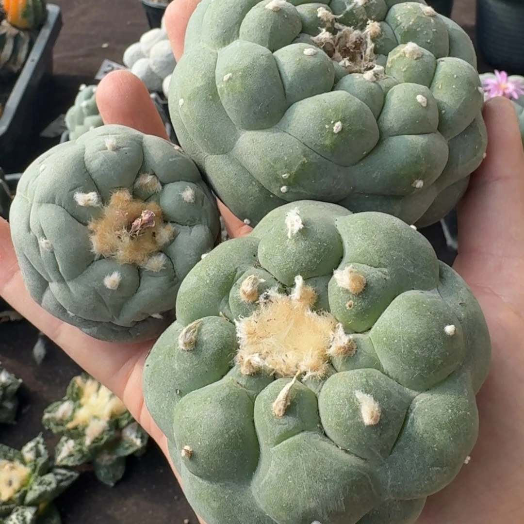 【闪购商品】L****s三颗鲜610