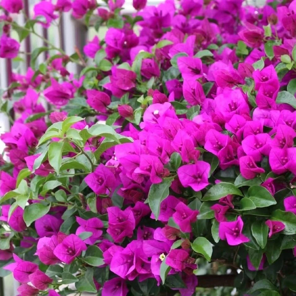 云南紫 三角梅苗好养易开花花卉基地  【不带花发货】