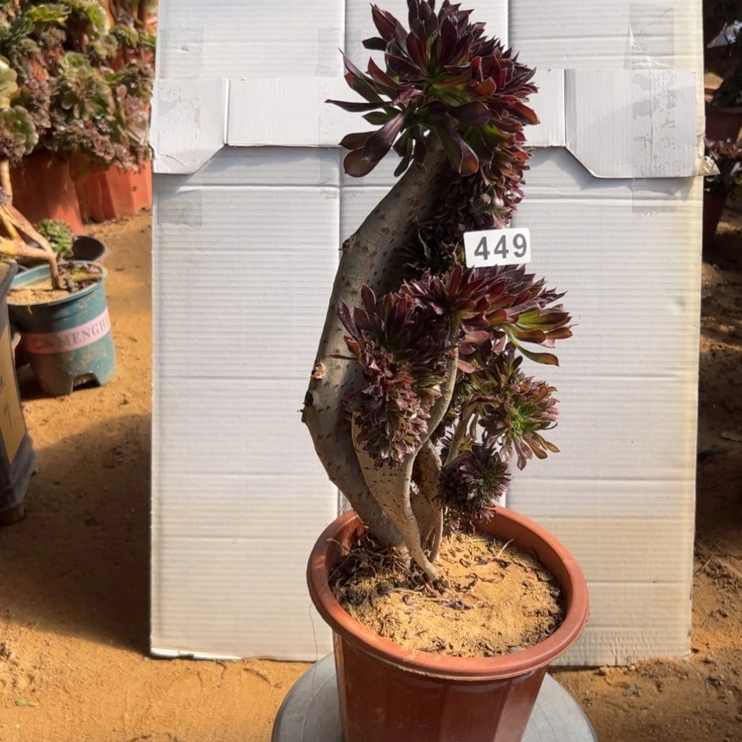 有伤黑缀449高36