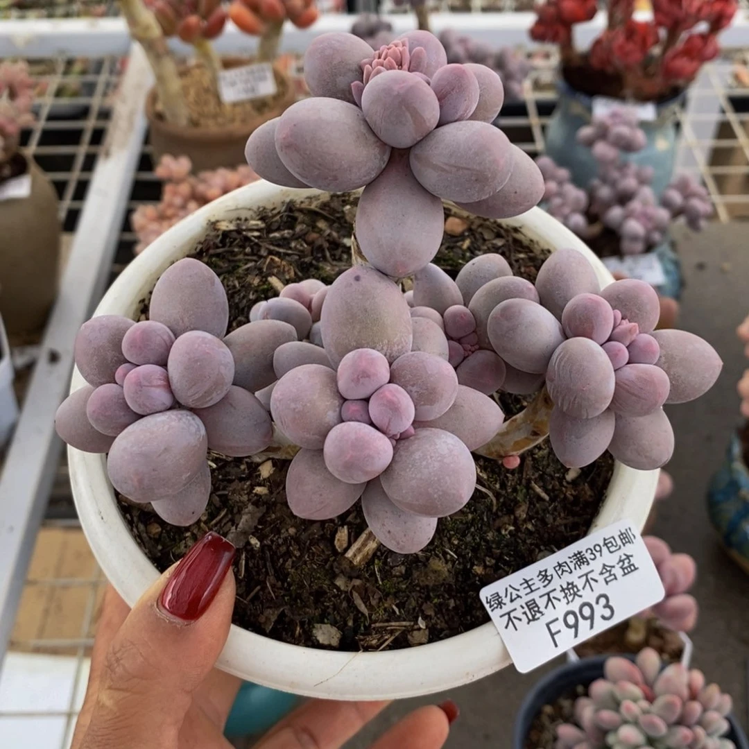 香水手指993/10cm