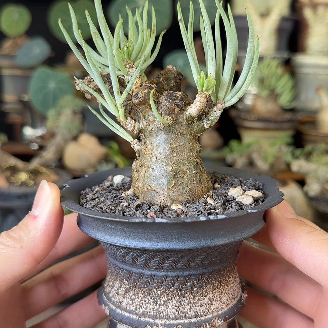 一物一拍白象奇峰锦290