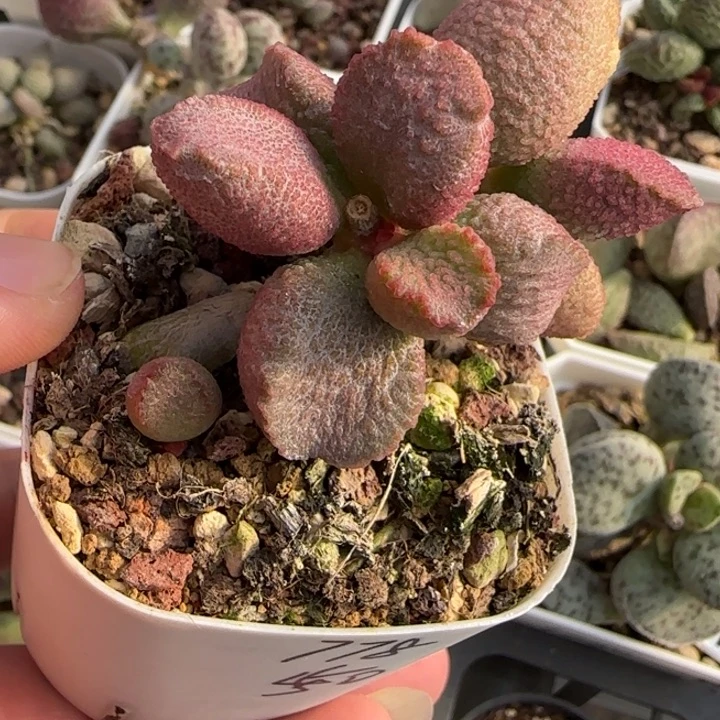 糖心水泡多肉植物
