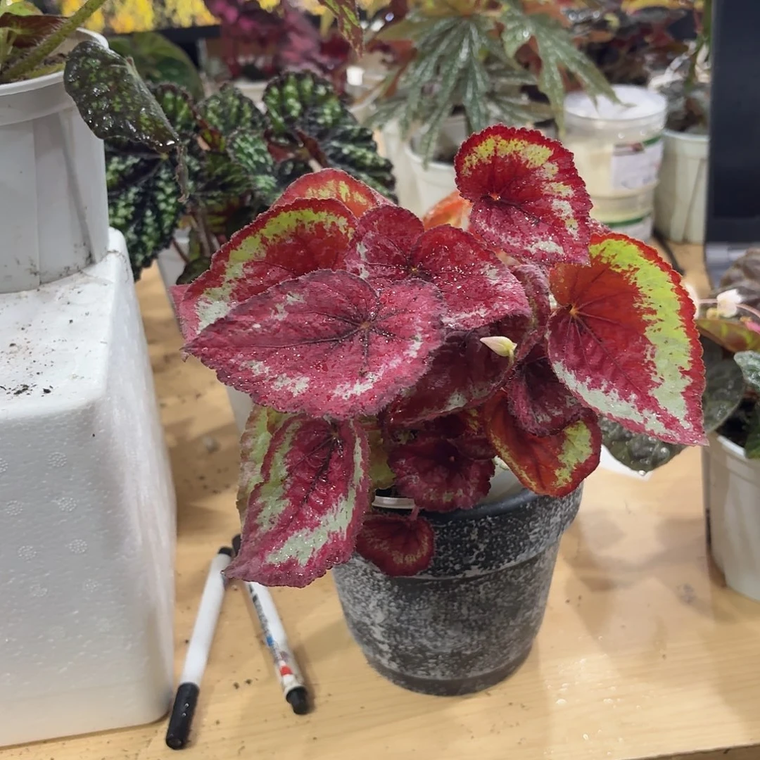 完全开放手鼓秋海棠