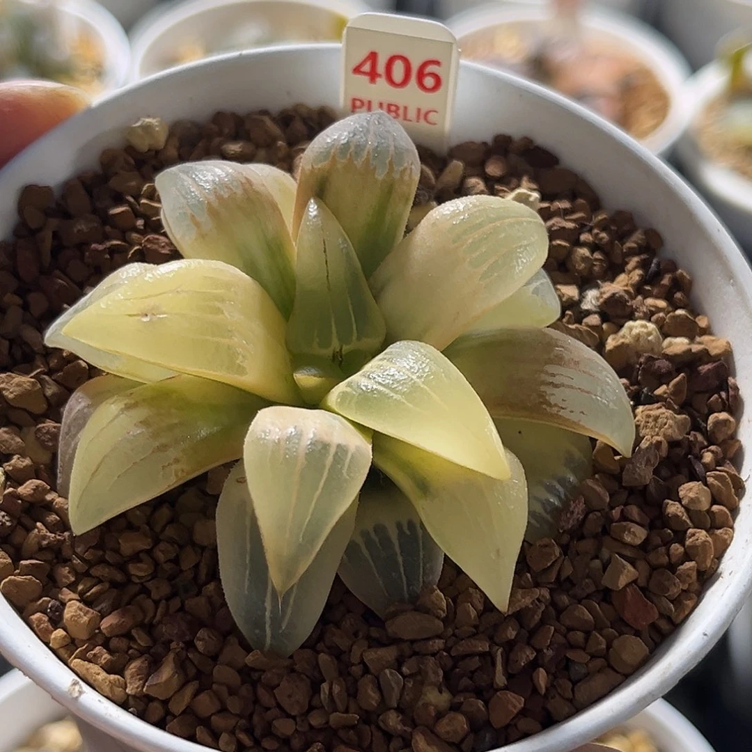 406红纹寿锦福利福利