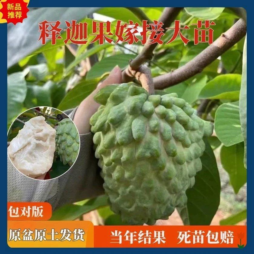 正宗嫁接台湾凤梨大果释迦果树苗南方种植庭院果树苗适合盆栽果苗