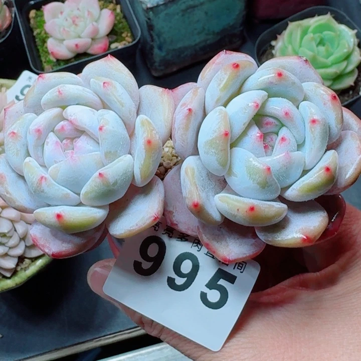 包包橙                    冠幅