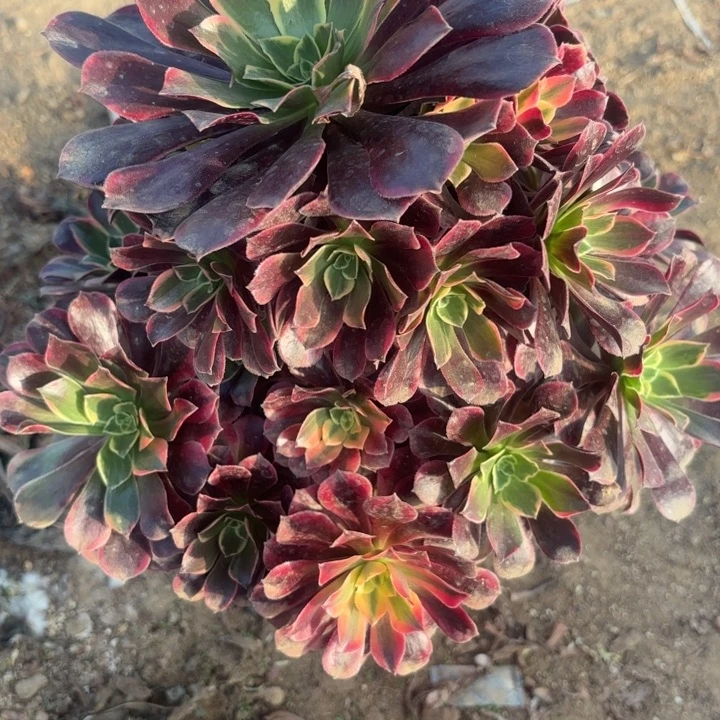 金丝雀多肉法师不包损23