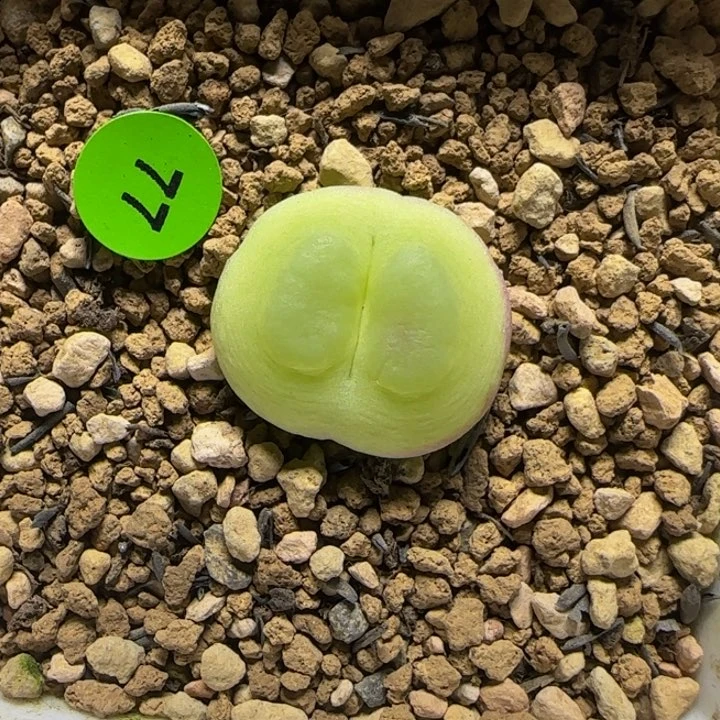 拉登1.98多肉植物77