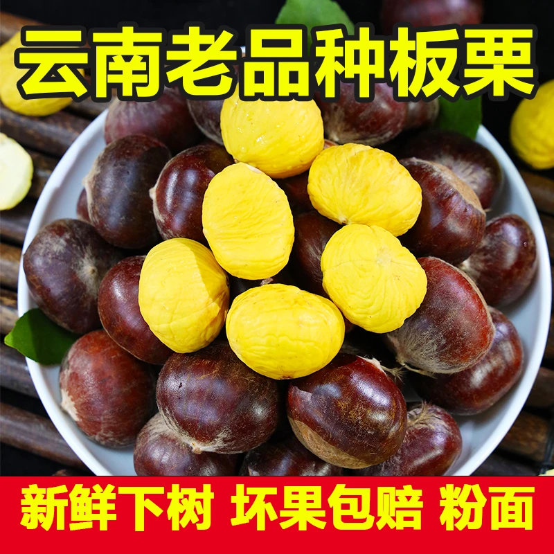 云南老品种板栗自然落果老树板栗现摘现发小黑油栗子孕妈零食