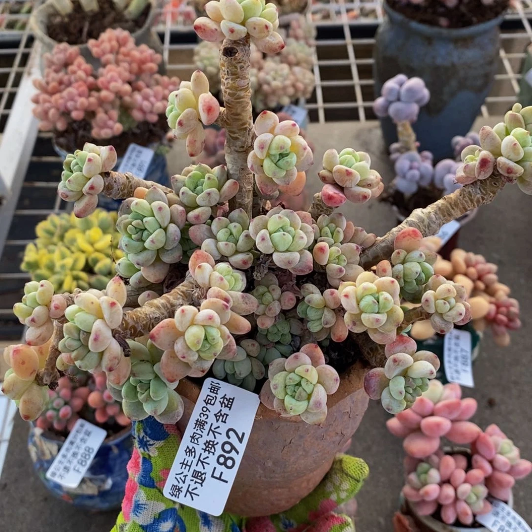 腰子罗琦892/10c m