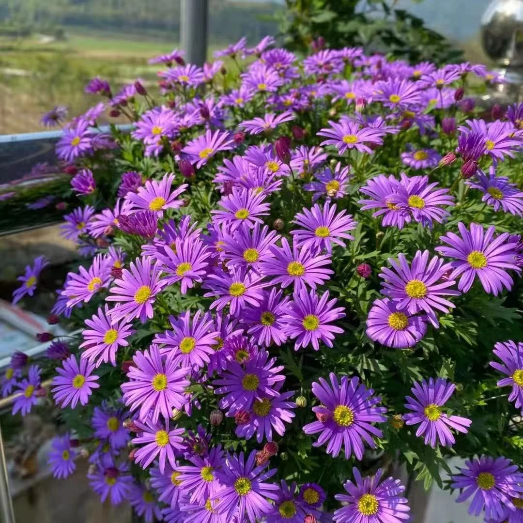 姬小菊盆栽带花苞四季开花室外阳台庭院植物爆盆开花爆花机器