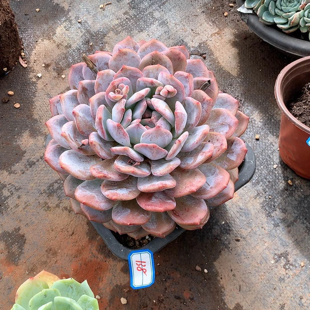 138橙子一物一拍多肉