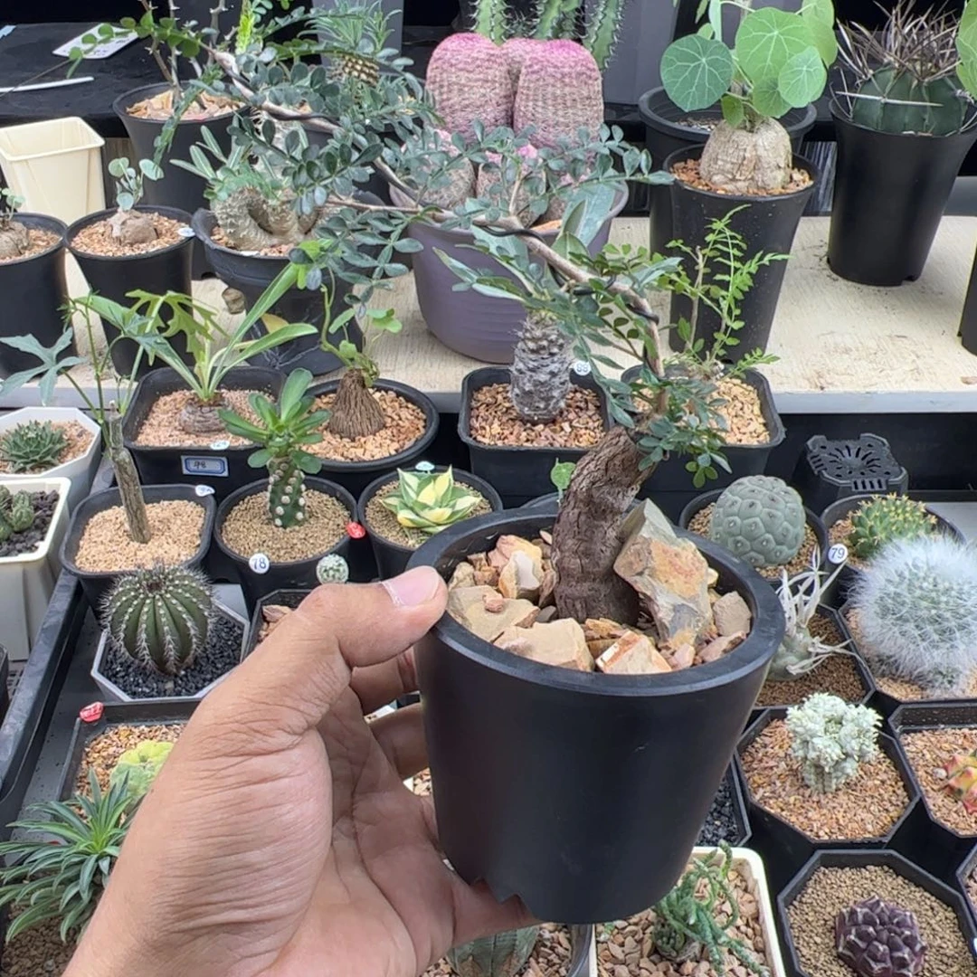 象足漆树根插一物一拍带盆发