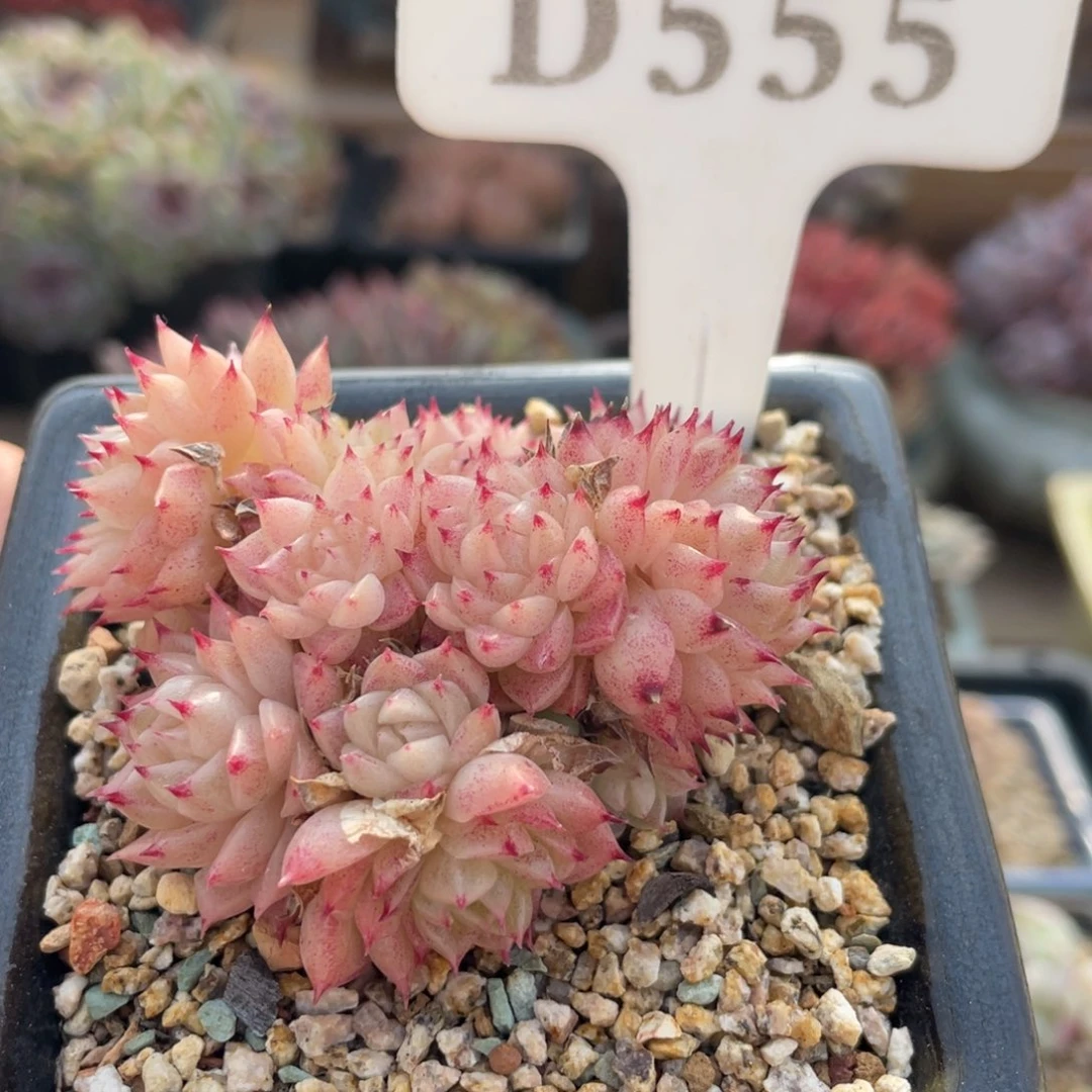 555 麦秆群 6厘米 不带盆