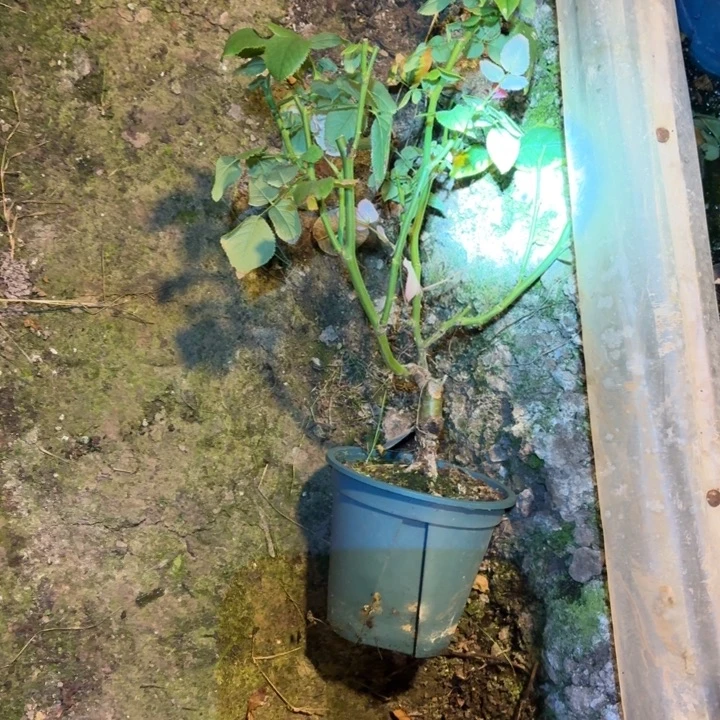 无花朵甜蜜妈妈裸根