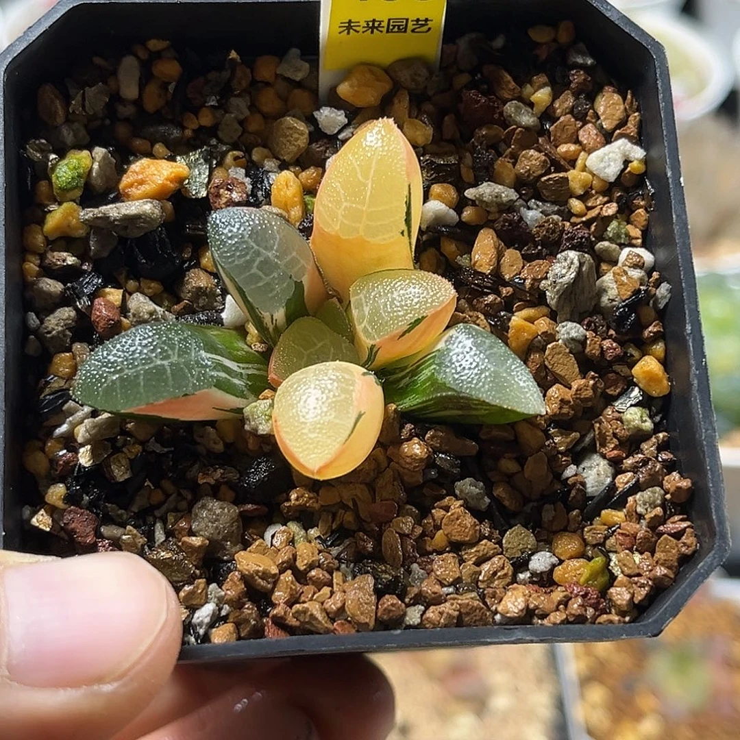 408网纹克锦福利福利