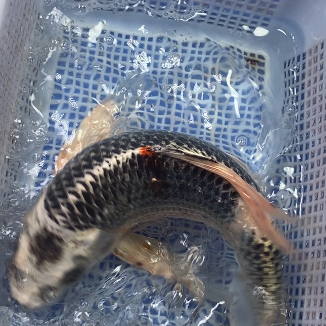 锦鲤冷水锦鲤包邮