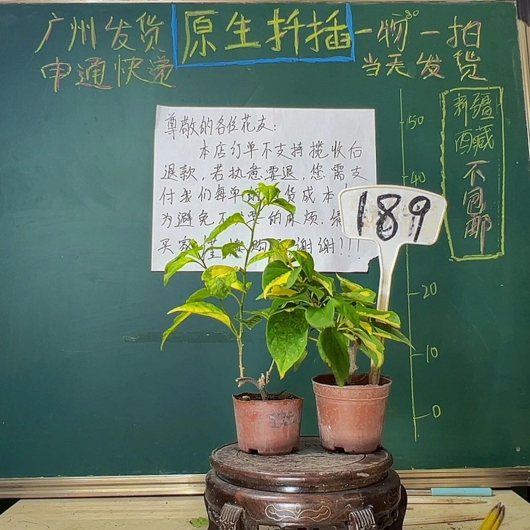 当前无花栽培后可以开花斑红樱掌中宝 金心双色掌中宝189