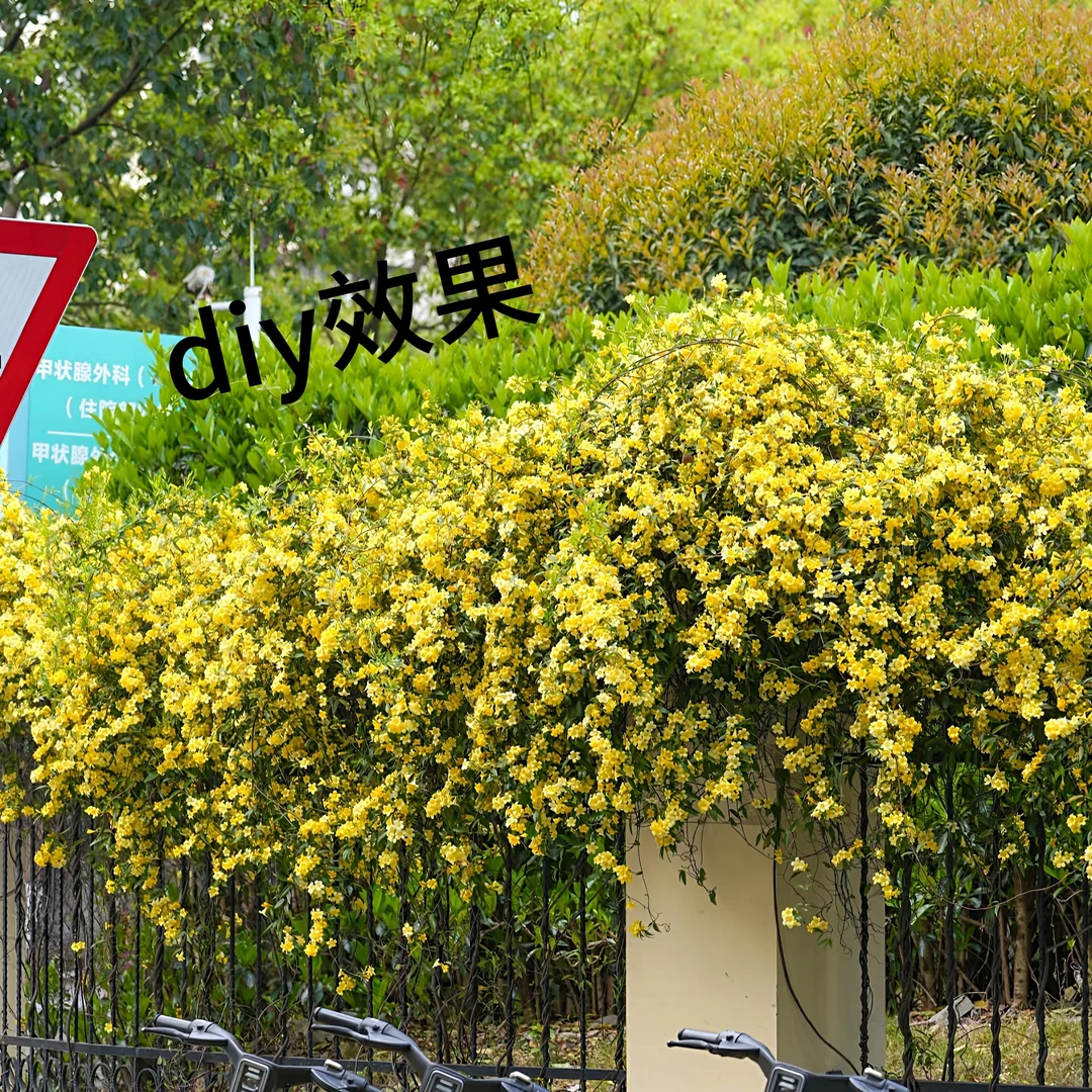 法国香水香花苗庭院爬藤植物四季开花浓香花卉绿植