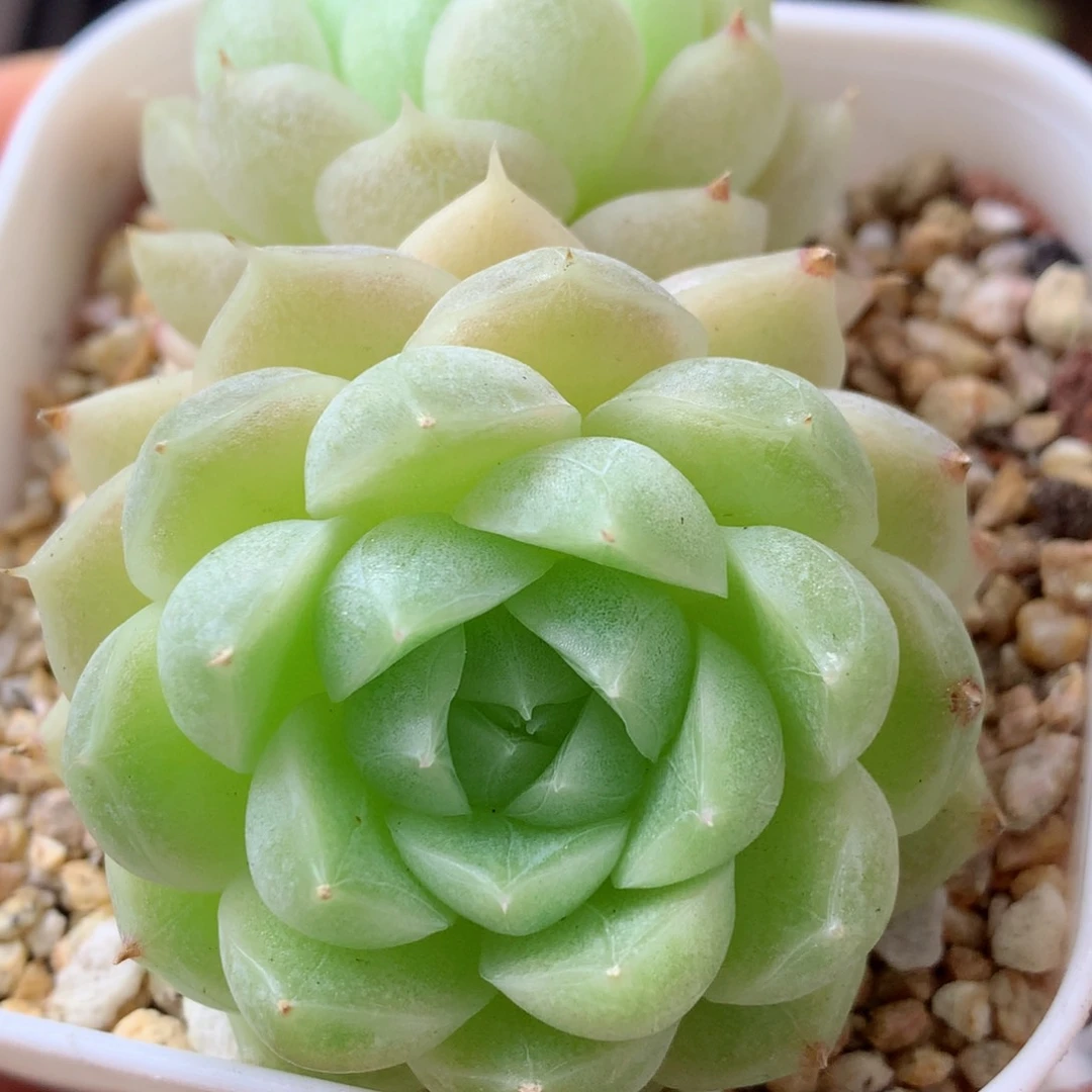 84麦秆58包邮  群生不包整 