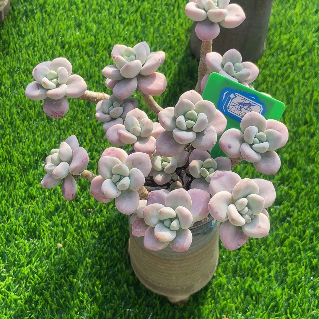 雨***向洛神老桩多肉植物