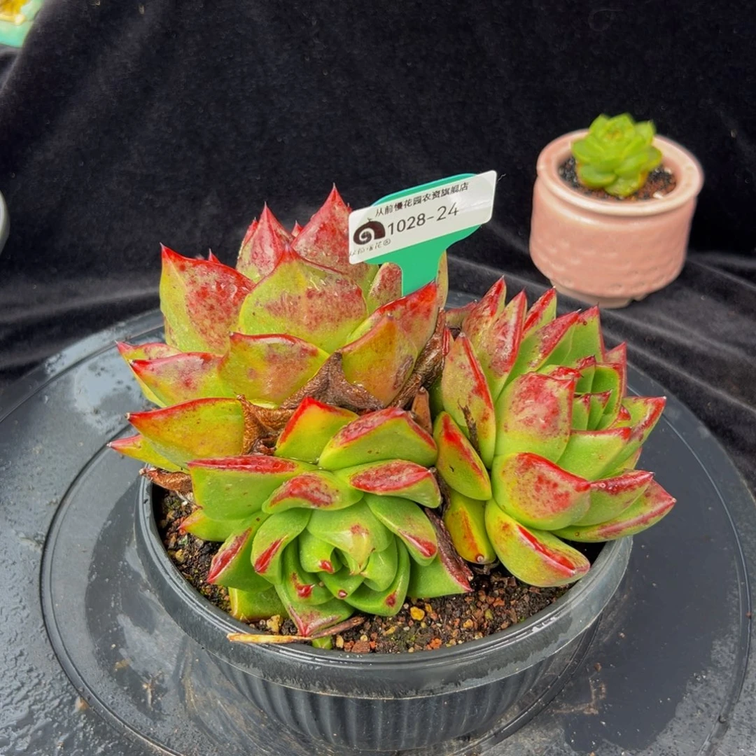 从前慢多肉编号1028-24