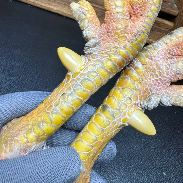文玩鸡爪骨手把件（一对霸王鸡 处理好十天左右发货）
