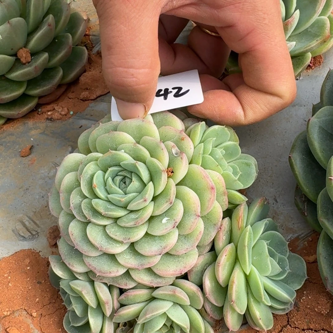 麦秆一颗一物一拍30-42