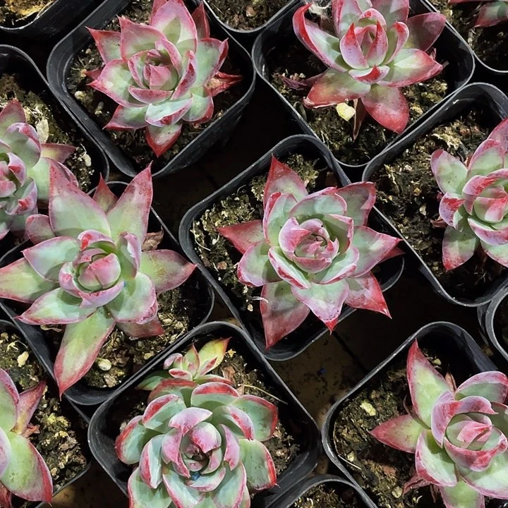 6.5方惊鸿带哦土发