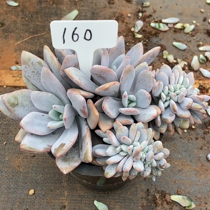 160。     粉兔缀。
