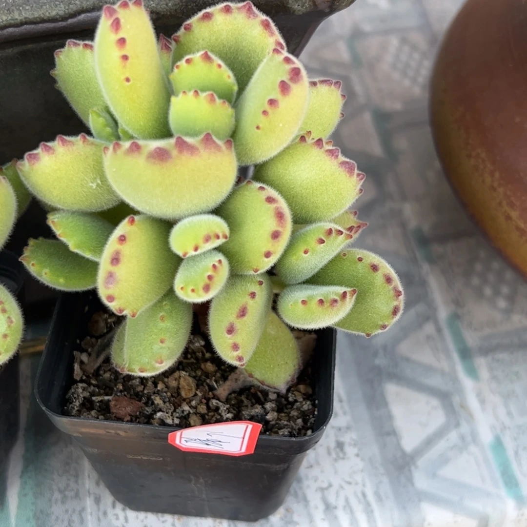 多肉植物多人则含有