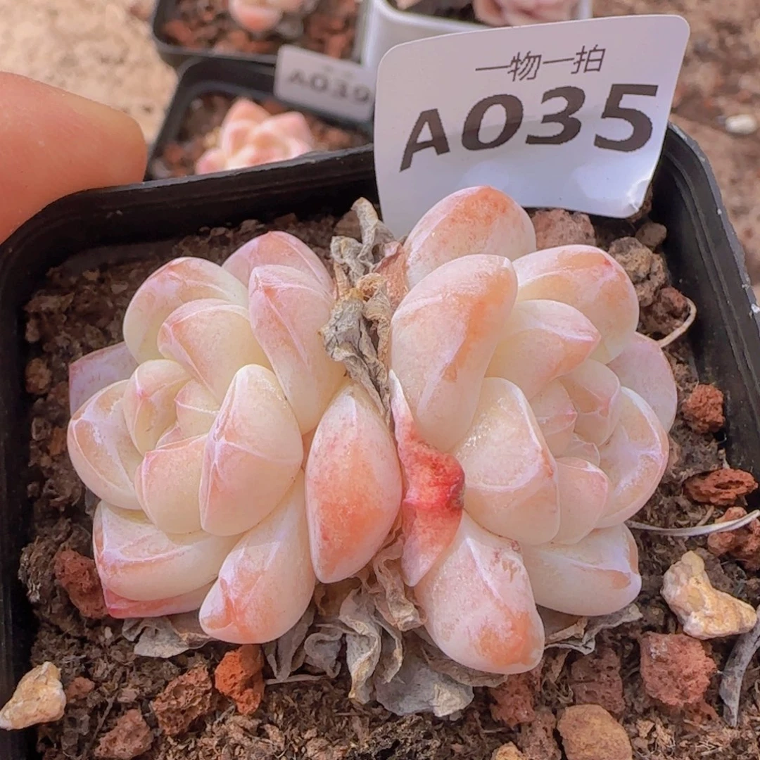 冰玉精控单头糖心一颗