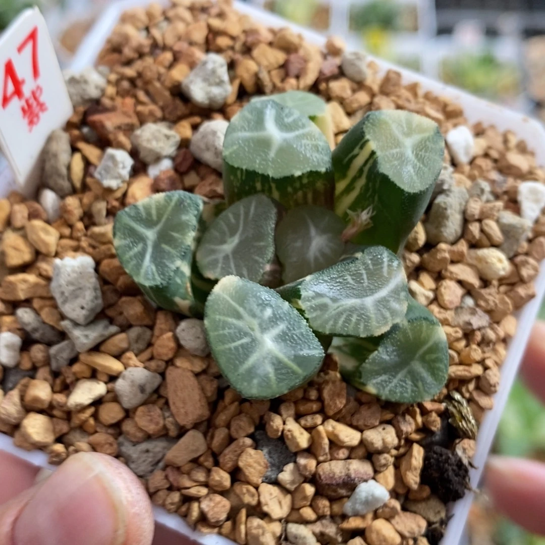 47玉龙万象锦一物一拍