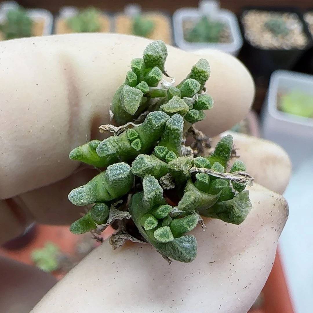 422绿火柴福利福利