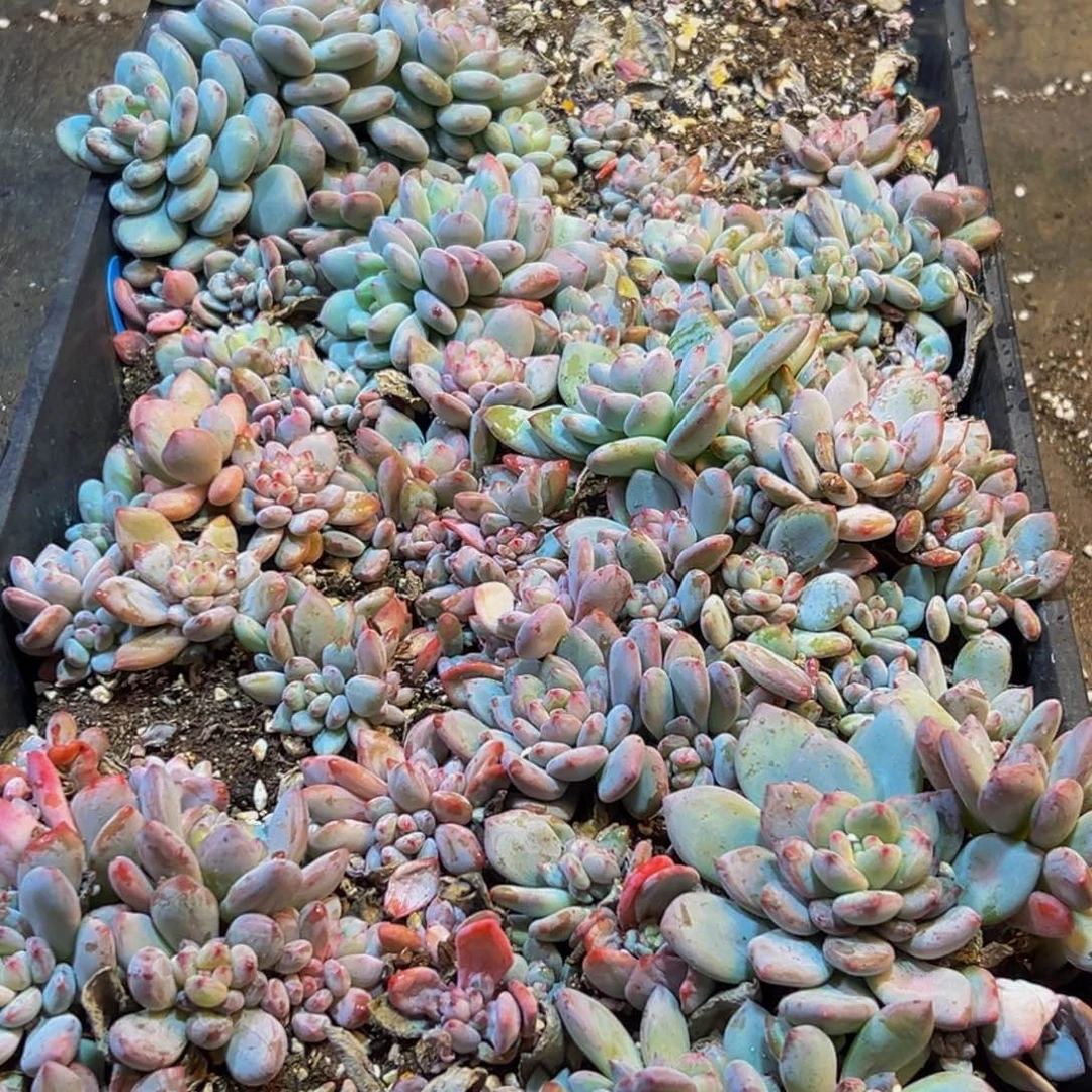 432多肉葡领导人的亲切