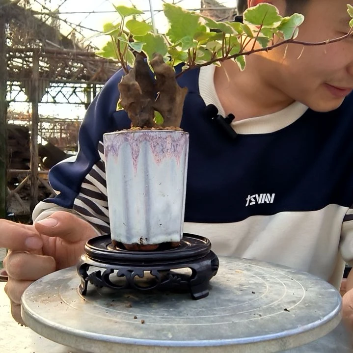 二*小盆景小植物一物一拍258