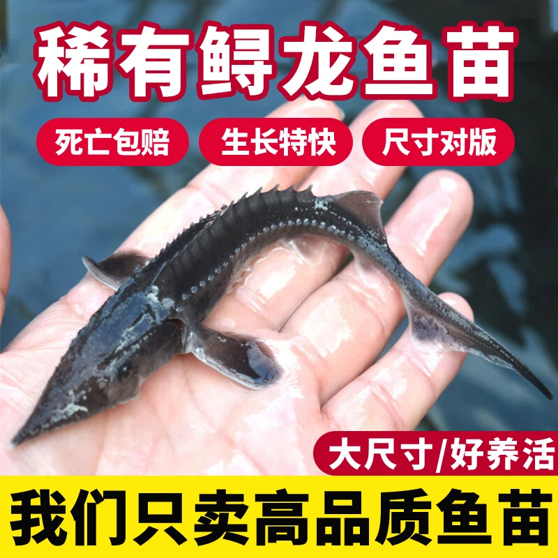 鲟龙鱼淡水养殖鱼缸鱼塘观赏鱼