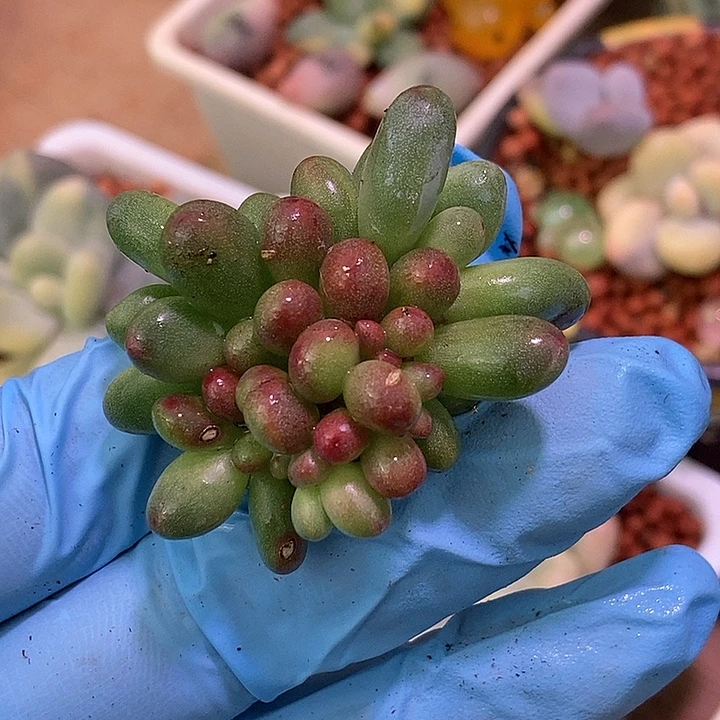苹果奶酪锦多肉植物多肉植物