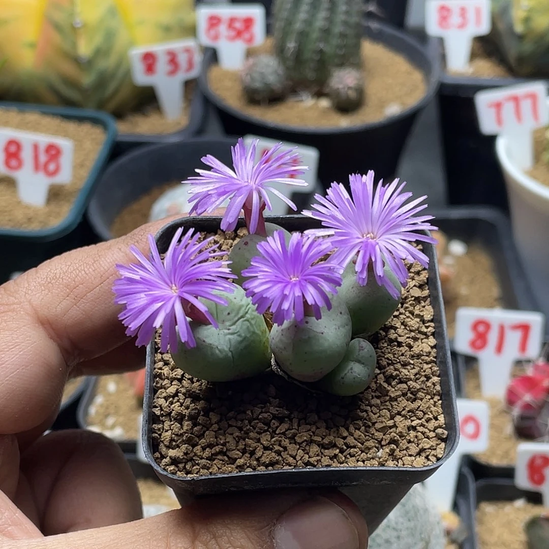 阿多佛猴脸 带盆土包邮