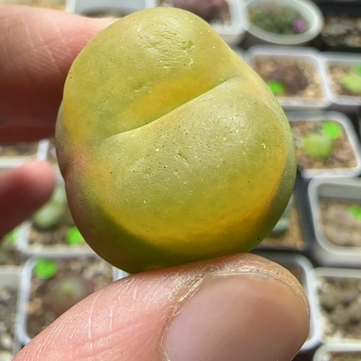 2.5漂亮多肉植物19