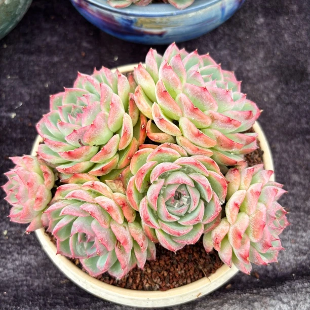 多肉一物一拍精控侧影老桩叶展18cm