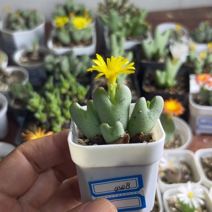 048 少将群多肉植物