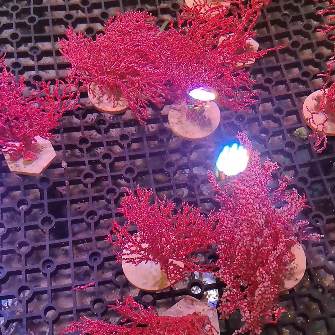 纽扣珊瑚红海树一棵