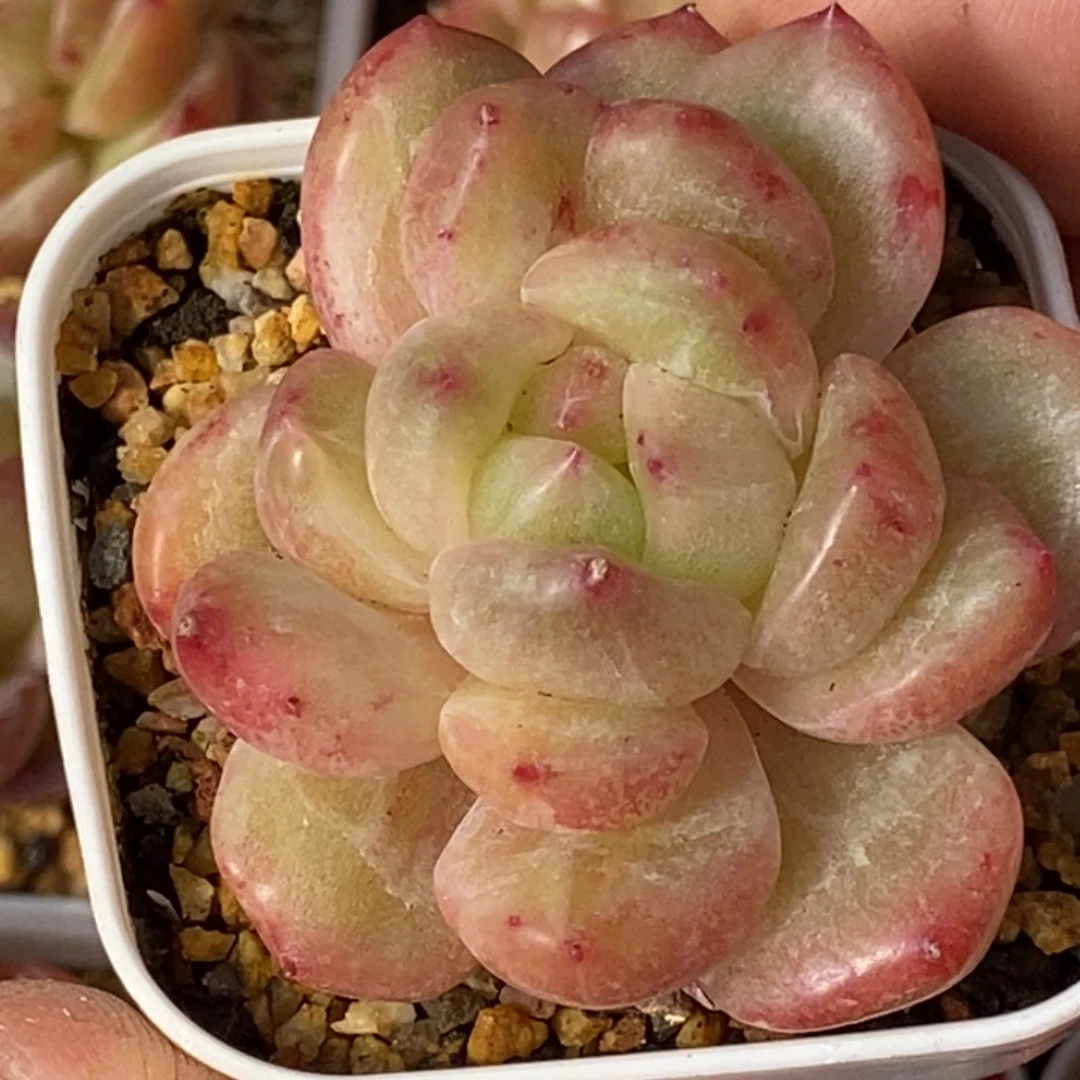 天官赐福百无禁忌