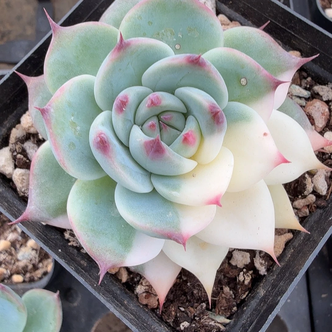 吉娃娃锦，多肉植物