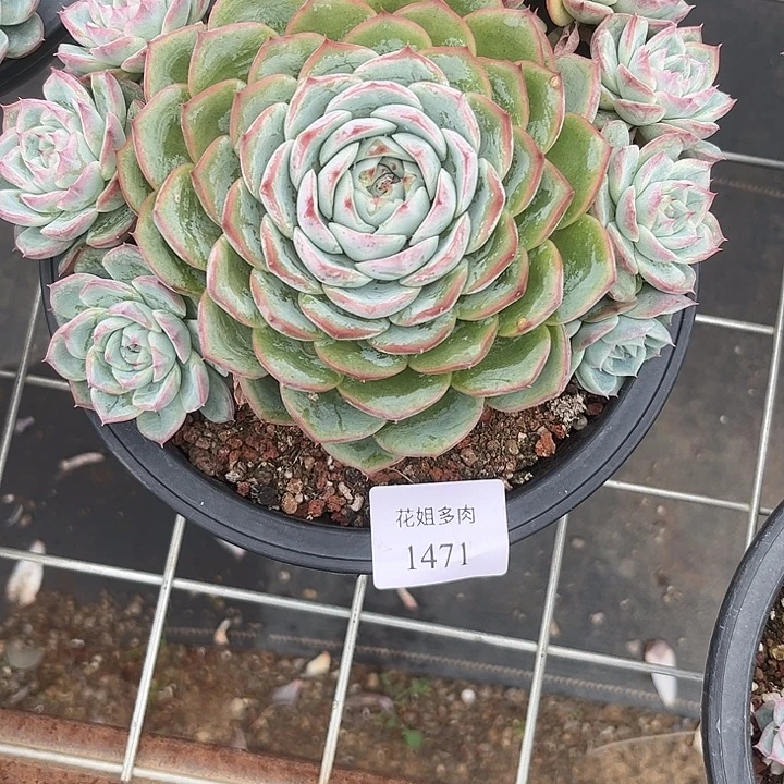 花***子1471一颗侧影有瑕疵介意勿拍