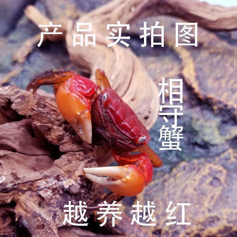 迷你相手蟹淡水活体观赏蟹可深水除藻好养耐活宠物蟹