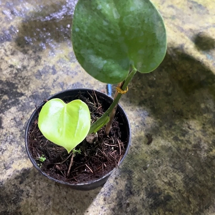 无花朵三黄龟背竹