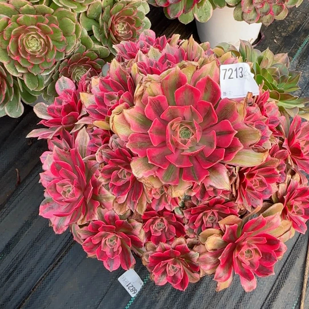 无***妈7213女妖多肉多肉